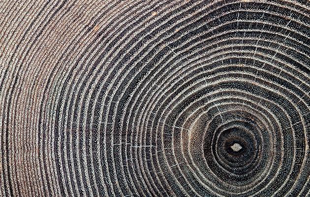 Ring texture of a cork tree