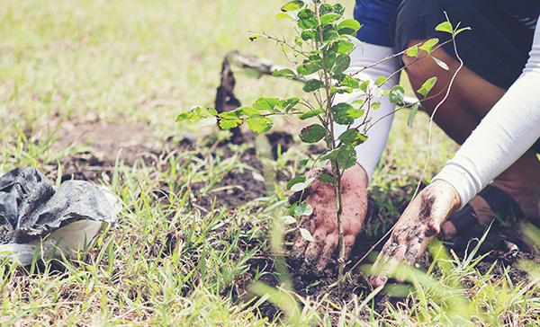 Person volunteering and planting a tree